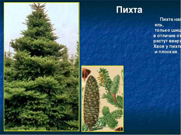 Отличия пихты и ели от других хвойных