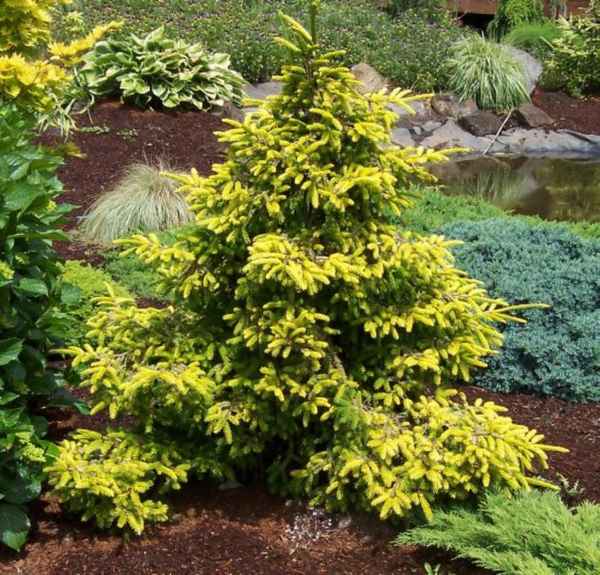 Описание ели восточной Ауреоспиката, посадка и уход