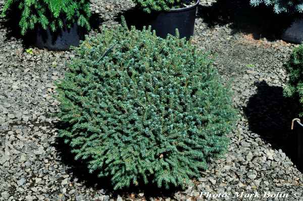 Описание ели чёрной Нана, её посадка и уход