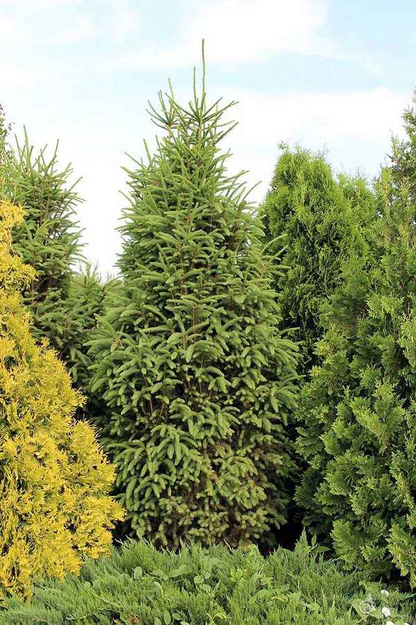 Ель обыкновенная Купрессина: её фото и описание