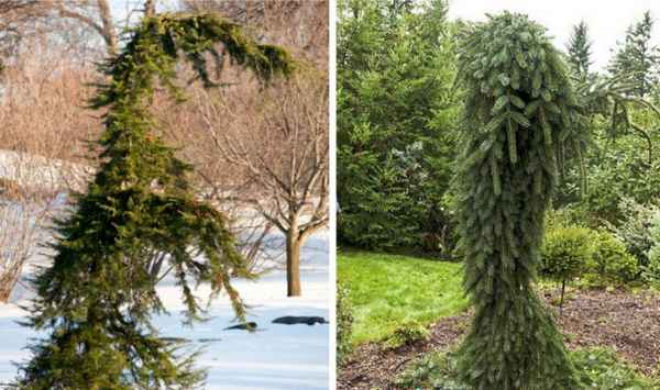 Описание ели сербской Пендула Брунс, её посадка и уход