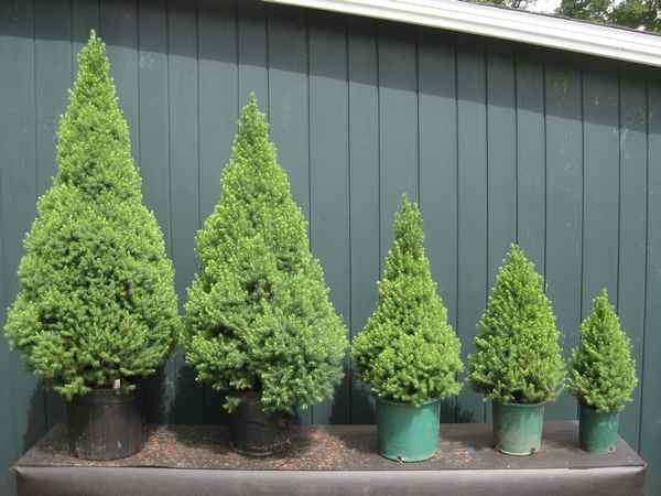 Применение, посадка и уход за сортами ели Коника