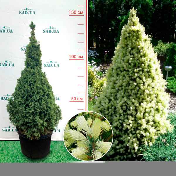 Хаpaктеристика и выращивание ели Дейзи Вайт