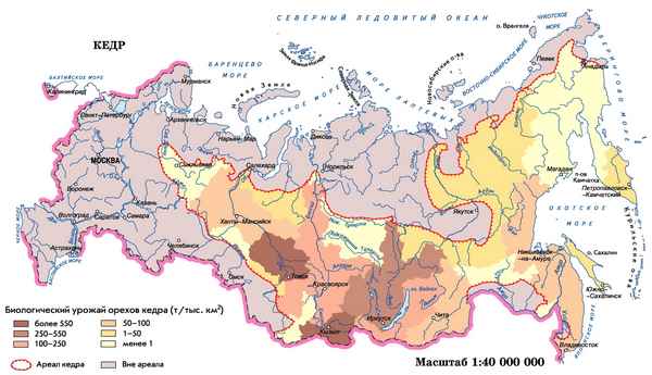 Где и в каких регионах растёт кедр