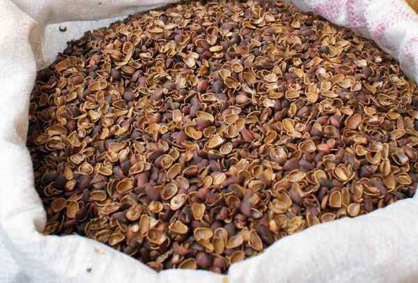 Польза и вред шелухи кедрового ореха