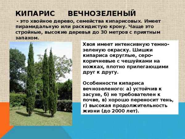 Описание дерева кипарис, его особенности