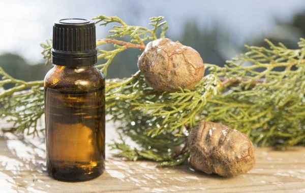 Польза и вред кипариса для здоровья человека