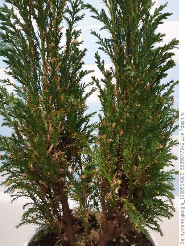 Почему сохнут кипарисы и как их оживить