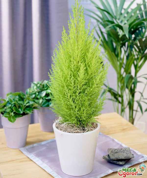 Комнатный кипарис: описание и особенности выращивания