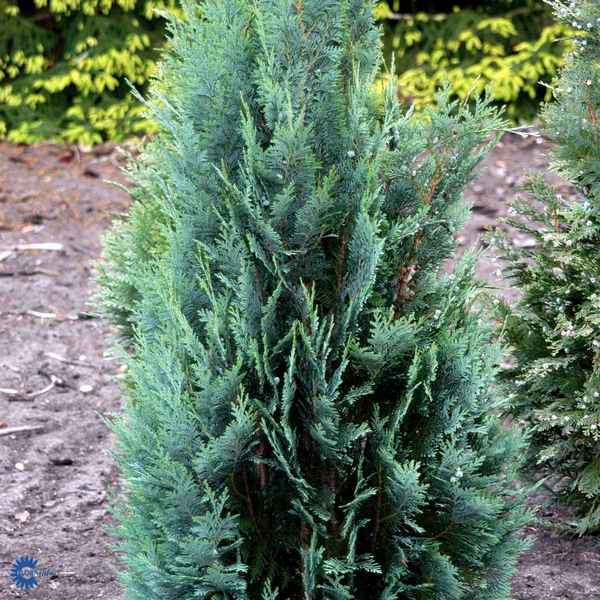 Виды и сорта кипарисов и кипарисовиков