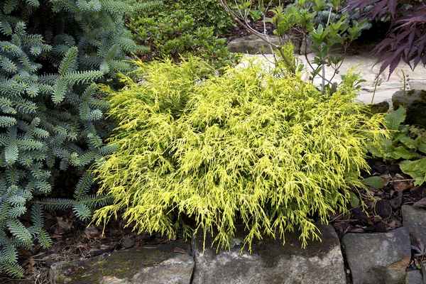 Кипарисовик горохоплодный Филифера Ауреа Нана: описание растения, его посадка и уход