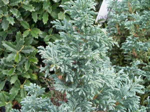 Кипарисовик горохоплодный Булевард, описание растения, его посадка и уход