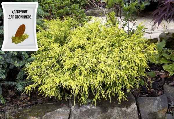Кипарисовик горохоплодный Филифера Нана: описание растения, его посадка и уход