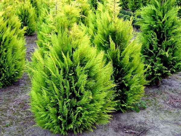 Кипарисовик Лавсона Ивонне: описание растения, особенности выращивания