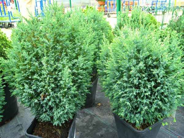 Кипарисовик Лавсона сорта Сноу Вайт: описание, особенности выращивания