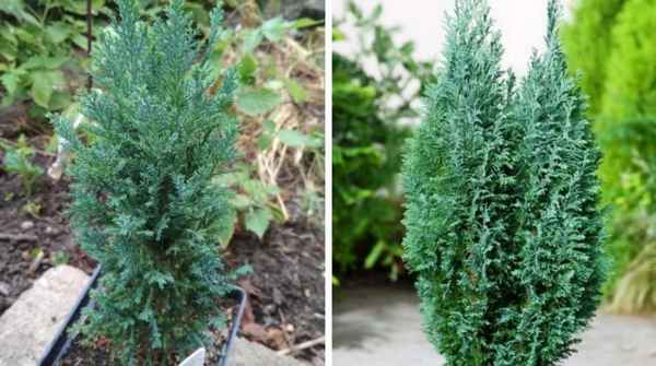 Посадка кипарисовика Лавсона сорта Элвуди и уход за ним в домашних условиях