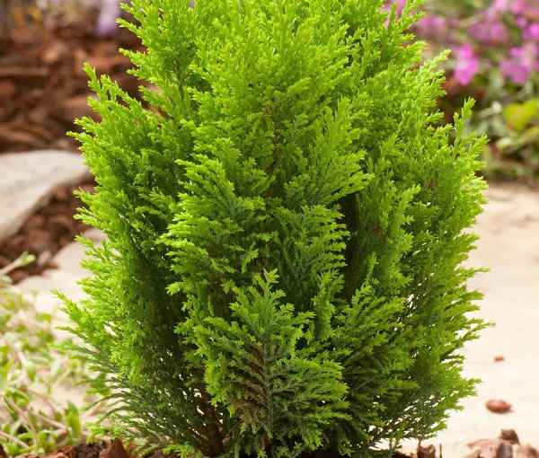 Кипарисовик Лавсона Элвуди: описание растения, его посадка и уход