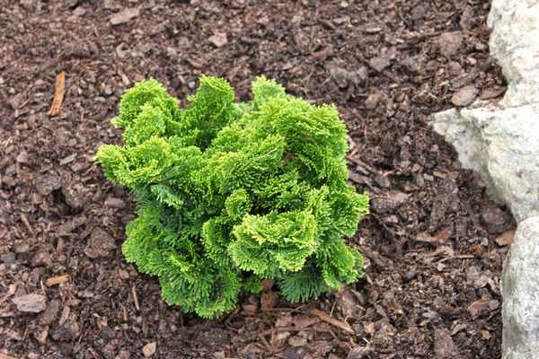 Кипарисовик тупой Нана Грацилис: описание растения, его посадка и уход