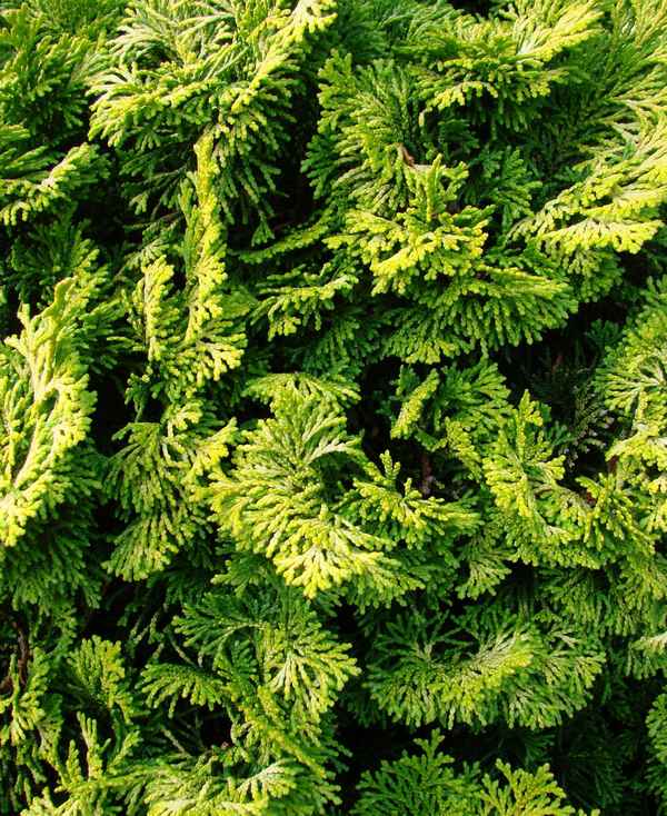 Популярные сорта кипарисовика тупого