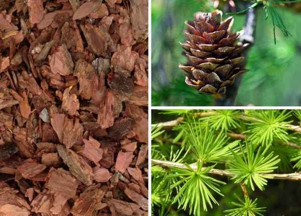 Полезные свойства и противопоказания применения лекарственных средств из лиственницы