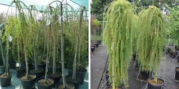 Особенности сорта лиственницы Пули