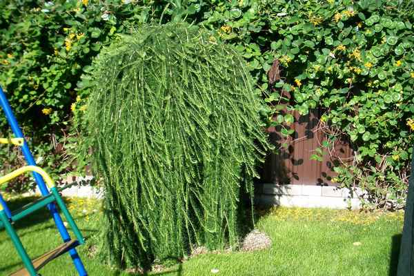 Лиственница плакучая: посадка и уход