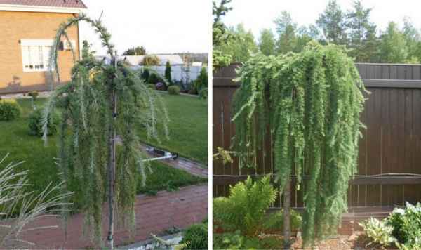 Посадка лиственницы Стифф Випер и уход за ней