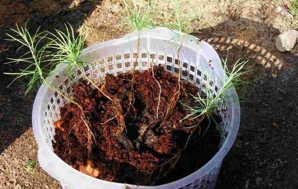 Выращивание лиственницы из семени