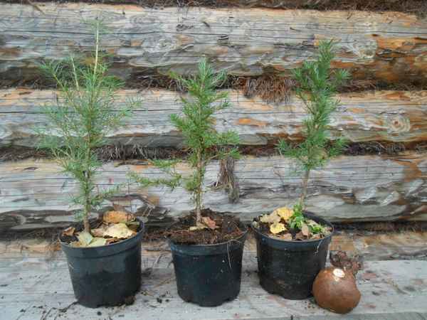 Как посадить лиственницу и ухаживать за ней