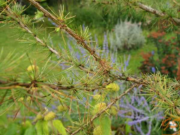 Почему желтеют иголки у лиственницы и как с этим бороться