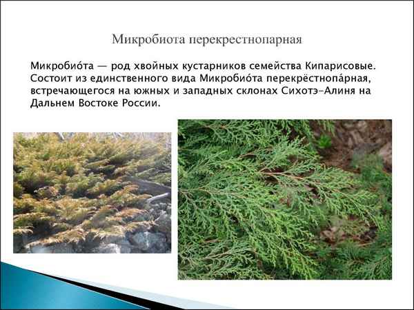 Сорта микробиоты перекрёстнопарной, их описание и применение