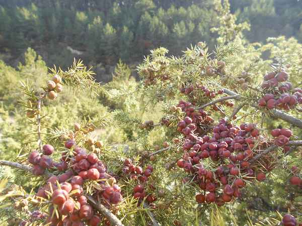 Сбор урожая можжевельника