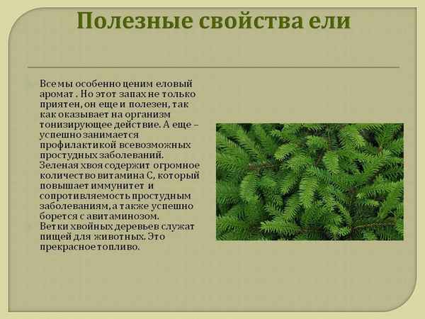 Польза и вред пихты