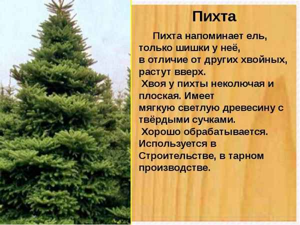 Что такое пихта, её описание и хаpaктеристики