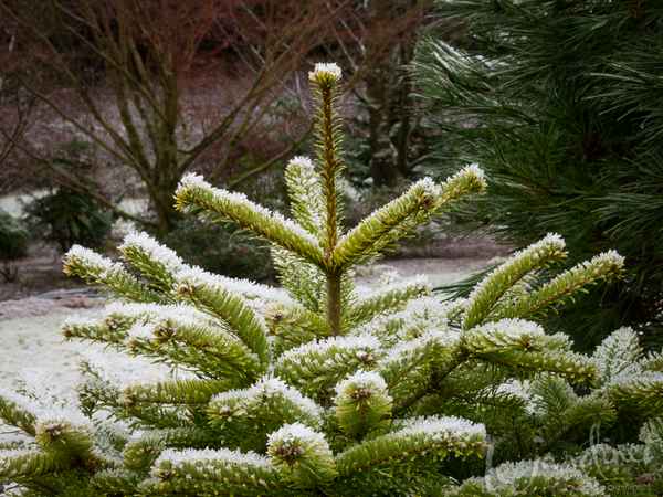 Описание и популярные сорта одноцветной пихты