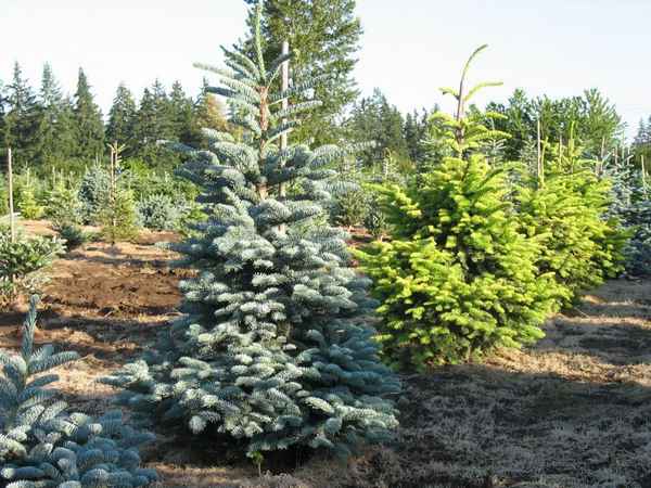 Описание пихты высокорослой Глаука, её посадка и уход