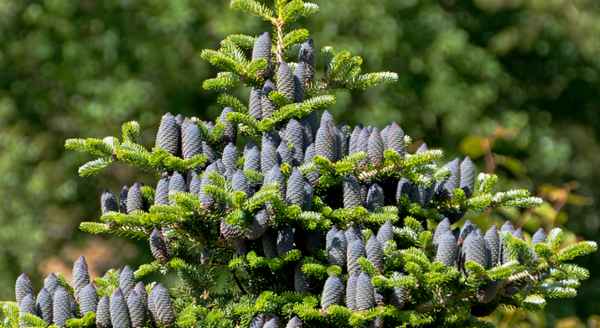 Применение и сорта корейской пихты