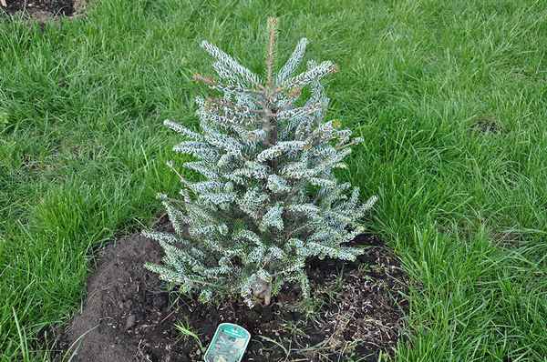 Описание пихты корейской Сильберлок, посадка и уход за ней