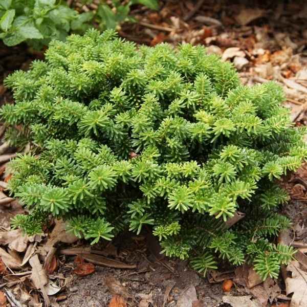 Описание пихты корейской Бриллиант, её посадка и уход