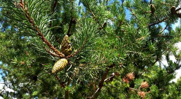 Описание и выращивание сосны Банкса