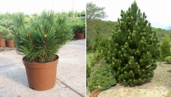 Описание сосны Гельдрейха сорта Ден Оуден, её посадка и уход за ней