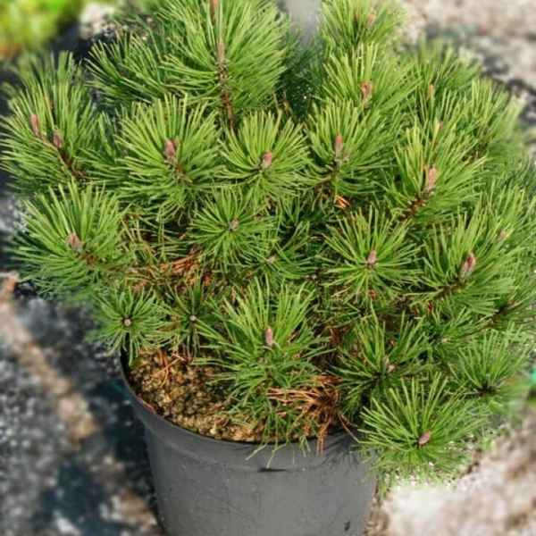 Описание сосны горной Мугус, её посадка и уход