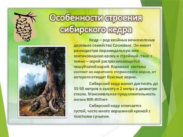 Особенности строения корневой системы кедра сибирского