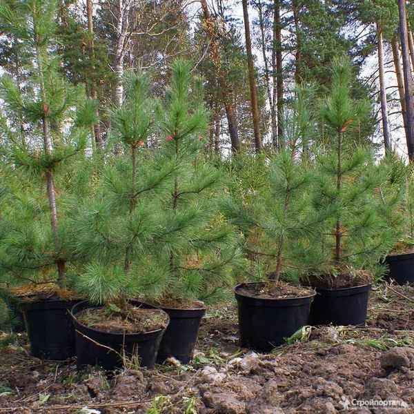 Посадка и уход за сибирским кедром