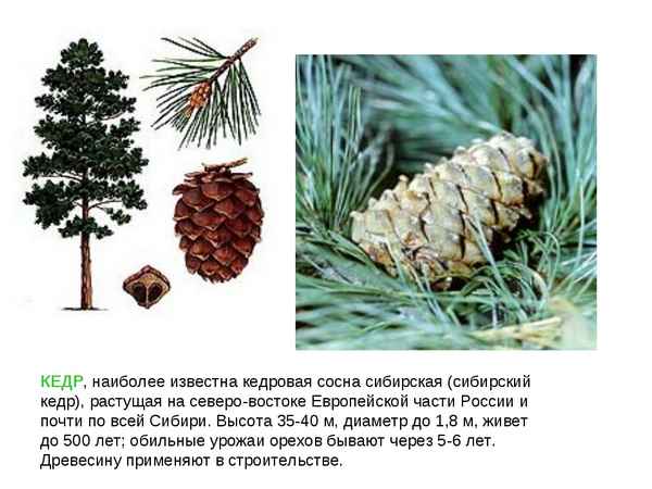 Описание сосны сибирской кедровой, чем она лучше за кедр