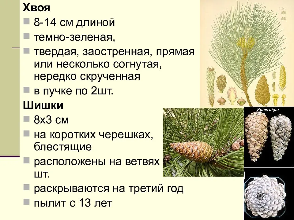 Описание соснового семейства