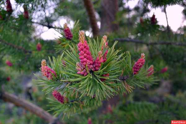 Особенности цветения сосны