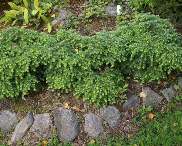 Особенности, посадка и уход за тсугой Джедделох