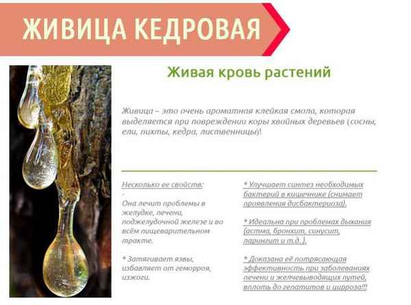 Применение живицы кедра: показания и дозировка