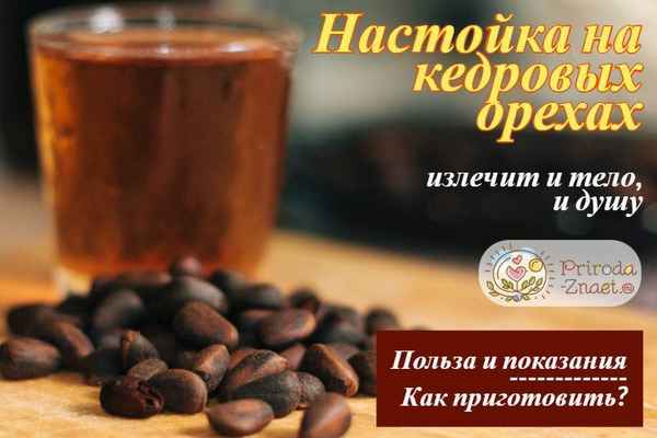 Лечебные свойства настойки из кедровых орехов